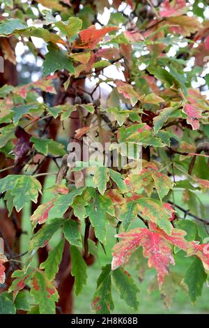 Érable à écorce de papier Acer griseum – feuilles mi-vertes et rouges à trois lobes avec marges légèrement dentées, novembre, Angleterre, Royaume-Uni Banque D'Images