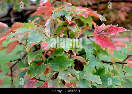 Érable à écorce de papier Acer griseum – feuilles mi-vertes et rouges à trois lobes avec marges légèrement dentées, novembre, Angleterre, Royaume-Uni Banque D'Images