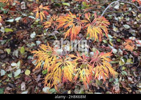 Acer japonicus 'Green Cascade' Downy Japanese Maple Green Cascade – feuilles finement disséquées marbrées jaune et rouge, novembre, Angleterre, Royaume-Uni Banque D'Images