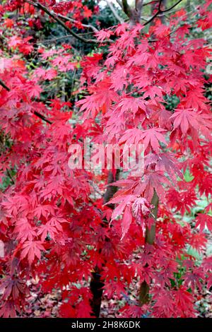 Acer palmatum ‘Bloodgood’ érable japonais Bloodgood – feuilles rouges brillantes et écorce verte avec des marques noires, novembre, Angleterre, Royaume-Uni Banque D'Images