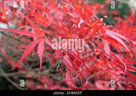 Acer palmatum ‘Bloodgood’ érable japonais Bloodgood – feuilles rouges brillantes et écorce verte avec des marques noires, novembre, Angleterre, Royaume-Uni Banque D'Images