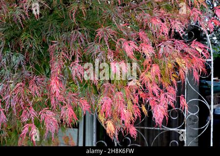 Acer palmatum dissectum «viridis» Japanese cutleaf Maple viridis – feuilles fines vert moyen, violet, rouge, orange et jaune, novembre, Royaume-Uni Banque D'Images