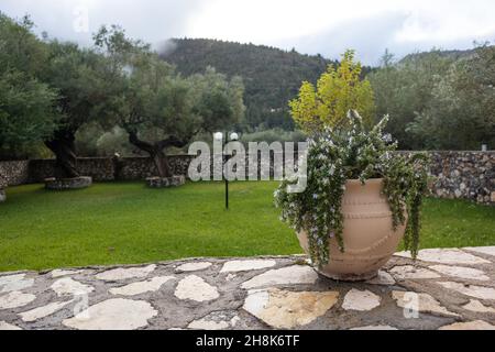 Grand vase fleuri au romarin dans un jardin grec traditionnel d'été vert avec oliviers et murs en pierre.Détails de l'architecture des lieux de voyage d'été Banque D'Images