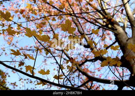 Acer rubrum ‘October Glory’ Red Maple octobre Glory – petites feuilles jaunes et orange avec nervures rouges et marges légèrement dentelées, novembre, Angleterre, Banque D'Images