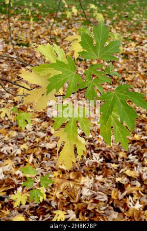 Érable argenté Acer saccharinum – feuilles jaunes et vertes fraîches à cinq lobes avec tiges rouges, novembre, Angleterre, Royaume-Uni Banque D'Images