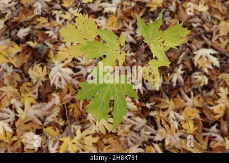 Érable argenté Acer saccharinum – feuilles jaunes et vertes fraîches à cinq lobes avec tiges rouges, novembre, Angleterre, Royaume-Uni Banque D'Images