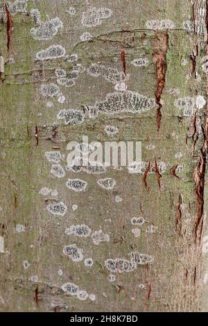 Érable argenté Acer saccharinum – feuilles jaunes à cinq lobes et écorce vert olive avec des taches argentées et des lenticelles marron verticales, novembre, Angleterre, Royaume-Uni Banque D'Images