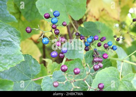 Ampelopsis glandulosa var heterophylla porcelaine baie – corymbes de baies brillantes pourpres, bleues et roses, feuilles en forme de cœur, novembre, Angleterre, Royaume-Uni Banque D'Images