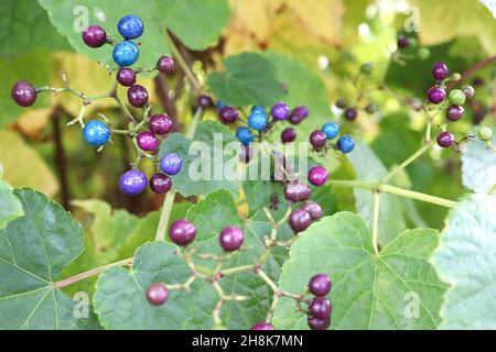 Ampelopsis glandulosa var heterophylla porcelaine baie – corymbes de baies brillantes pourpres, bleues et roses, feuilles en forme de cœur, novembre, Angleterre, Royaume-Uni Banque D'Images