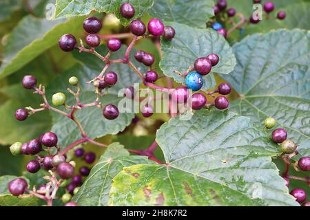 Ampelopsis glandulosa var heterophylla porcelaine baie – corymbes de baies brillantes pourpres, bleues et roses, feuilles en forme de cœur, novembre, Angleterre, Royaume-Uni Banque D'Images