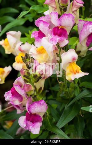 Gros plan des clowns de cirque d'Antirrhinum multicolores avec des fleurs roses et blanches rouges et roses jaunes et blanches.Une floraison annuelle d'été à automne Banque D'Images