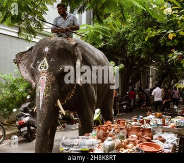 PONDICHÉRY, INDE - 17 octobre 2021 : un éléphant de temple est monté dans les rues de White Town à Pondichéry, Inde Banque D'Images