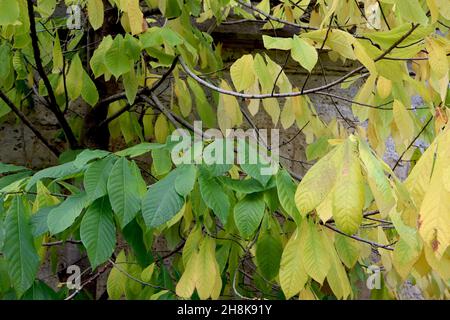 Asimina triloba pawpaw – grandes feuilles jaunes et vert moyen de l'obovate et du lancéolate veinées, novembre, Angleterre, Royaume-Uni Banque D'Images