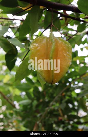 Averrhoa carambola Star fruit – fruit jaune ciré brillant avec coins verts inclinés, feuilles pennées mi-vertes, novembre, Angleterre, Royaume-Uni Banque D'Images