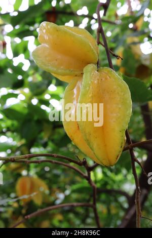 Averrhoa carambola Star fruit – fruit jaune ciré brillant avec coins verts inclinés, feuilles pennées mi-vertes, novembre, Angleterre, Royaume-Uni Banque D'Images