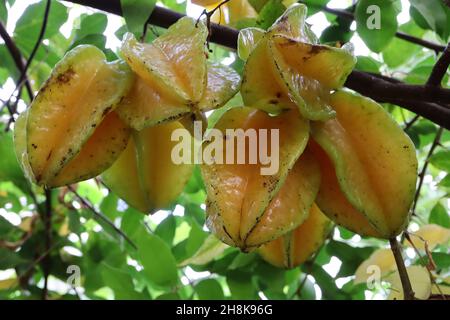 Averrhoa carambola Star fruit – fruit jaune ciré brillant avec coins verts inclinés, feuilles pennées mi-vertes, novembre, Angleterre, Royaume-Uni Banque D'Images