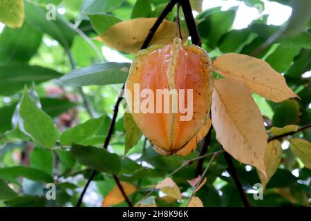 Averrhoa carambola Star fruit – fruit jaune ciré brillant avec coins verts inclinés, feuilles pennées mi-vertes, novembre, Angleterre, Royaume-Uni Banque D'Images