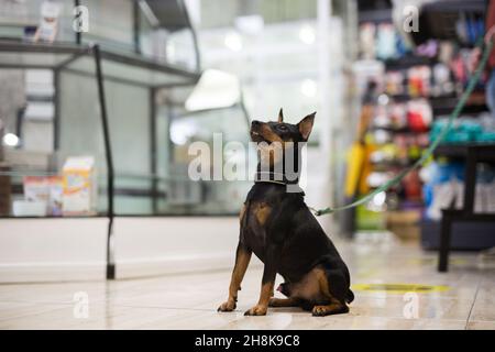 Chien assis dans la boutique d'animaux Banque D'Images