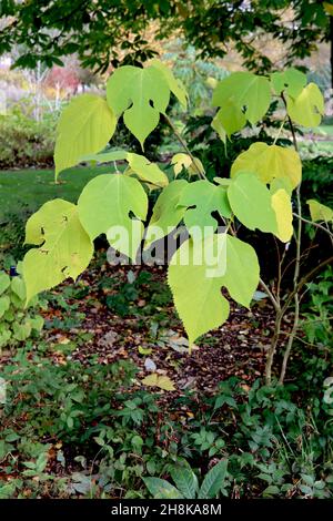 Papier mûrier Broussonetia papyrifera – feuilles jaune floue et vert moyen, à lobes variables et non lobées, novembre, Angleterre, Royaume-Uni Banque D'Images
