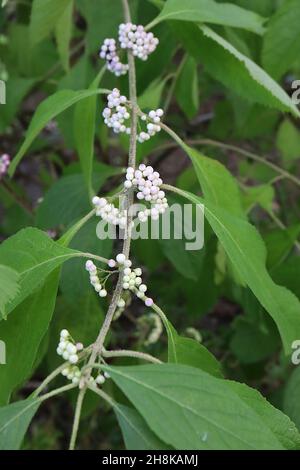 Callicarpa Americana var lactea berge américaine - petits baies pourpres, roses et blanches et grandes feuilles d'ovat, novembre, Angleterre, Royaume-Uni Banque D'Images