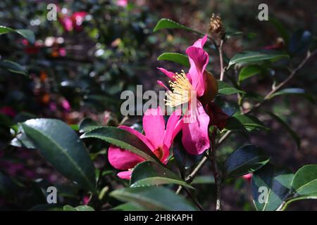 Camellia sasanqua ‘Rubra’ fleurs simples rose foncé avec de courtes étamines jaunes et des feuilles elliptiques vertes brillantes, novembre, Angleterre, Royaume-Uni Banque D'Images