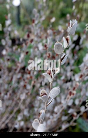 Têtes DE GRAINES de Campanula alliariifolia bellflower cornouailles – têtes de graines ovales gris argenté avec graines brunes, novembre, Angleterre, Royaume-Uni Banque D'Images