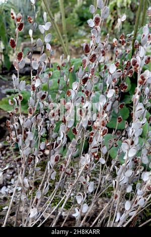 Têtes DE GRAINES de Campanula alliariifolia bellflower cornouailles – têtes de graines ovales gris argenté avec graines brunes, novembre, Angleterre, Royaume-Uni Banque D'Images