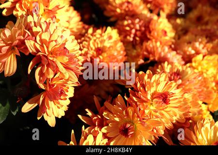 Chrysanthème x morifolium 'Autumn Glow Bronze' Hardy Garden maman Autumn Glow Bronze – fleurs orange multi-couches avec dos pétale rouge, orange foncé Banque D'Images