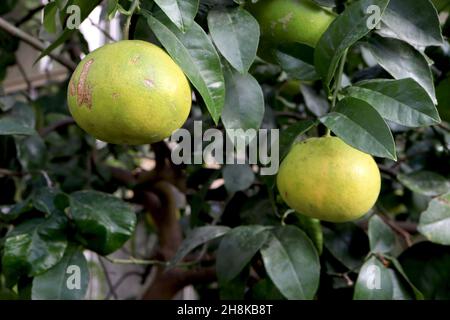 Pamplemousse Citrus x paradisi – fruit rond vert clair et feuilles de vert foncé brillant, novembre, Angleterre, Royaume-Uni Banque D'Images