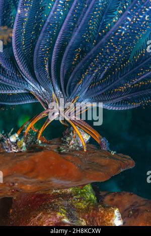 Les crinoïdes sont des animaux marins qui composent la classe CrinoIdea, une des classes du phylum Echinodermata Banque D'Images