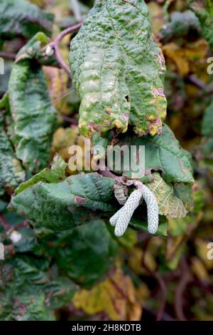 Corylus avellana «contorta» Corkscrew Hazel – chatons vert pâle, feuilles ridées jaune et vert moyen, branches contortées, novembre, Angleterre, Royaume-Uni Banque D'Images