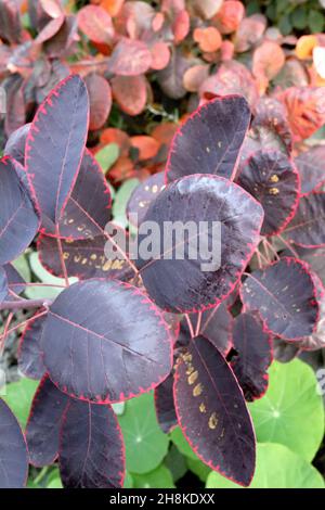 Arbre de fumée Cotinus coggygria «Royal Purple» violet royal – feuilles d'obovate violet foncé, rouge, orange, vert et jaune avec motif de feuilles, novembre, Royaume-Uni Banque D'Images