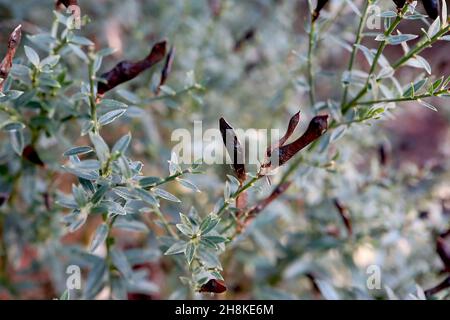 Cytisus scoparius Scotch Broom – gousses ou légumineuses de graines de type pois bruns et feuilles de vert minute, novembre, Angleterre, Royaume-Uni Banque D'Images