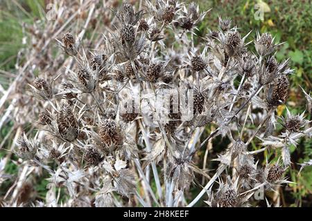 Eryngium Seed Heads Sea Holly – desséché Buff Seed Seed Heads and bractées on Tall tiges, novembre, Angleterre, Royaume-Uni Banque D'Images