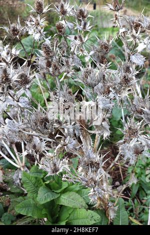 Eryngium Seed Heads Sea Holly – desséché Buff Seed Seed Heads and bractées on Tall tiges, novembre, Angleterre, Royaume-Uni Banque D'Images