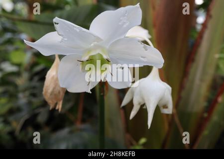 Eucharis Amazonica Lily – fleurs blanches parfumées à la jonquille et feuilles vertes brillantes très sombres, novembre, Angleterre, Royaume-Uni Banque D'Images