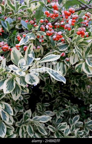 Euonymus fortunei ‘Emerald ‘n' Gold’ la broche de Fortune Emerald et Gold – gousses de graines divisées avec des graines d’orange, des feuilles d’ovées jaunes avec des touches vertes, Banque D'Images