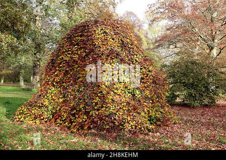 Fagus sylvatica «Purpurea pendula» bois de hêtre cuivré – feuilles d'ovate jaune, vert moyen et brun cuivré, branches pendantes Banque D'Images