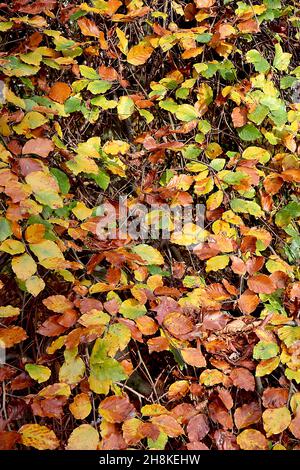 Fagus sylvatica «Purpurea pendula» bois de hêtre cuivré – feuilles d'ovate jaune, vert moyen et brun cuivré, branches pendantes Banque D'Images