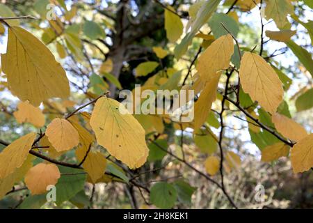 Fothergilla monticola Mountain sorcière Alder monticola Group – ovate jaune et vert clair feuilles avec des marges festonnées, novembre, Angleterre, Royaume-Uni Banque D'Images