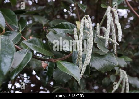 Garrya elliptica ‘James Roof’ Silk Tassel James Roof – grappes fermées de boutons de fleurs vert clair et de feuilles vert foncé brillant, Royaume-Uni Banque D'Images