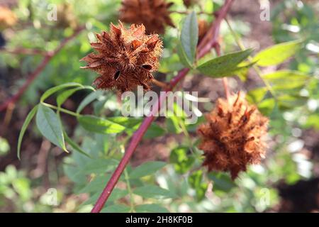 Glycyrrhiza yunnanensis licorice du Yunnan – têtes de graines brunes à pointes sphériques, novembre, Angleterre, Royaume-Uni Banque D'Images