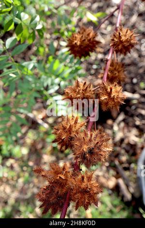 Glycyrrhiza yunnanensis licorice du Yunnan – têtes de graines brunes à pointes sphériques, novembre, Angleterre, Royaume-Uni Banque D'Images