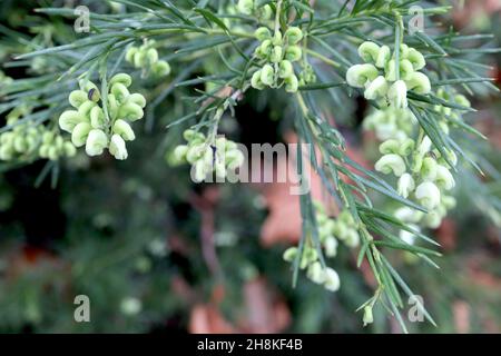 Grevillea « White Knight » fleur d'araignée White Knight – fleurs en spirale blanches et vertes pâle, novembre, Angleterre, Royaume-Uni Banque D'Images