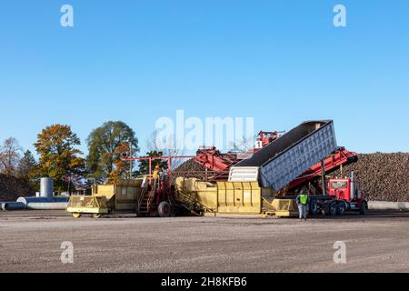 Récolte de betteraves à sucre, automne, Comté de Saginaw, MI, États-Unis,Par James D Coppinger/Dembinsky photo Assoc Banque D'Images