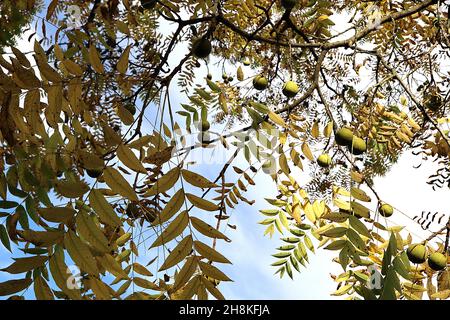 Juglans nigra noyer noir – grands fruits verts ronds et feuilles pinnées jaunes, novembre, Angleterre, Royaume-Uni Banque D'Images