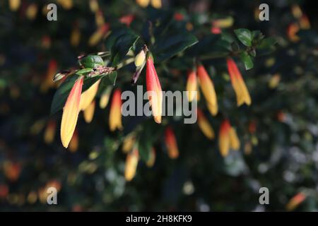 Justicia rizzinii firecracker fleur – tubulaire jaune et orange fleurs, minuscules brillant vert foncé feuilles, novembre, Angleterre, Royaume-Uni Banque D'Images