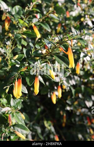 Justicia rizzinii firecracker fleur – tubulaire jaune et orange fleurs, minuscules brillant vert foncé feuilles, novembre, Angleterre, Royaume-Uni Banque D'Images