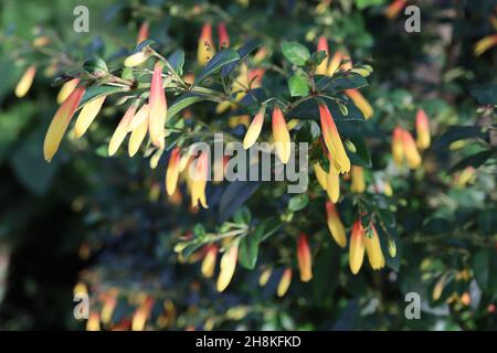 Justicia rizzinii firecracker fleur – tubulaire jaune et orange fleurs, minuscules brillant vert foncé feuilles, novembre, Angleterre, Royaume-Uni Banque D'Images