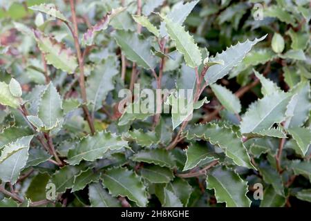 Olearia macrodonta New Zealand Holly – Ovate a incuré des feuilles vert foncé avec des marges dentelées, novembre, Angleterre, Royaume-Uni Banque D'Images